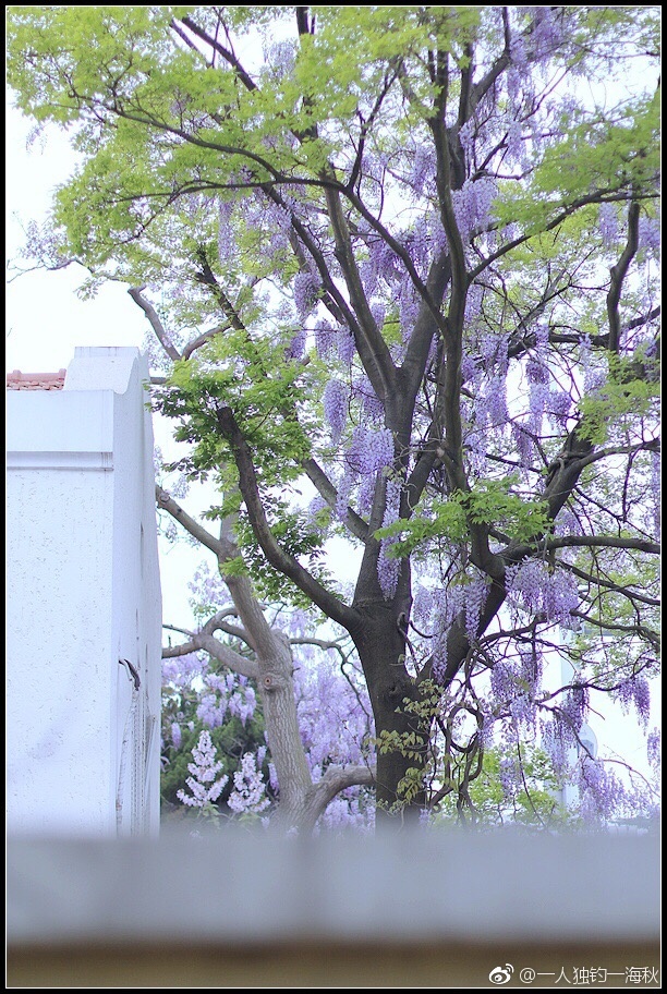 五月去哪赏花 青岛这片紫藤萝美得不可方物 青岛新闻网