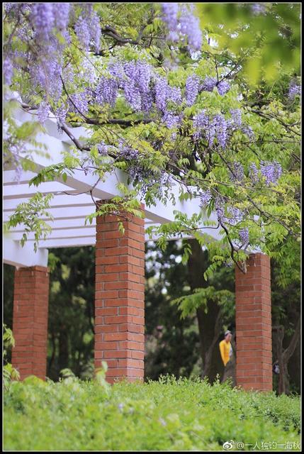 五月赏花去哪儿？青岛这片紫藤萝瀑布美得不可方物