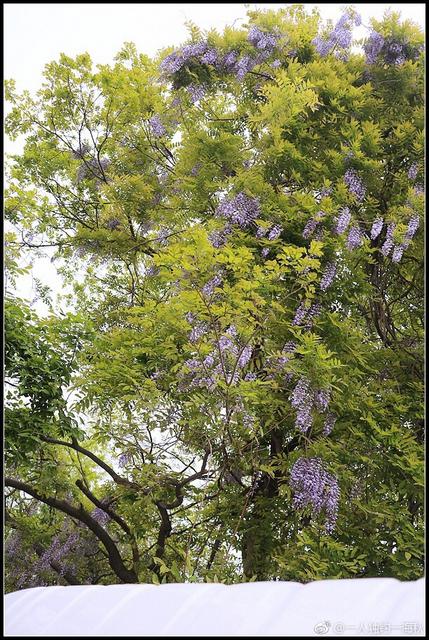 五月赏花去哪儿？青岛这片紫藤萝瀑布美得不可方物