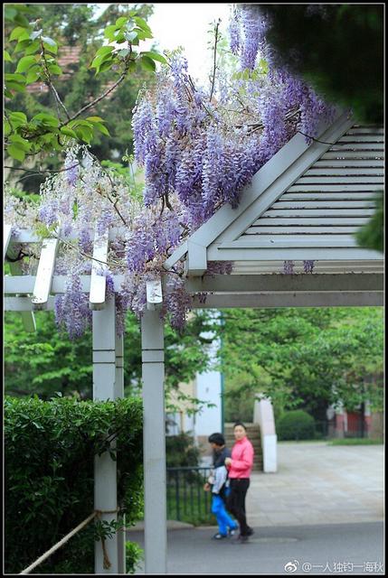 五月赏花去哪儿？青岛这片紫藤萝瀑布美得不可方物