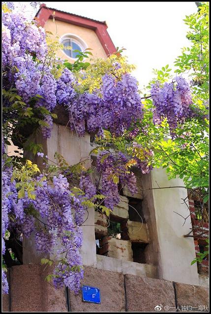五月赏花去哪儿？青岛这片紫藤萝瀑布美得不可方物