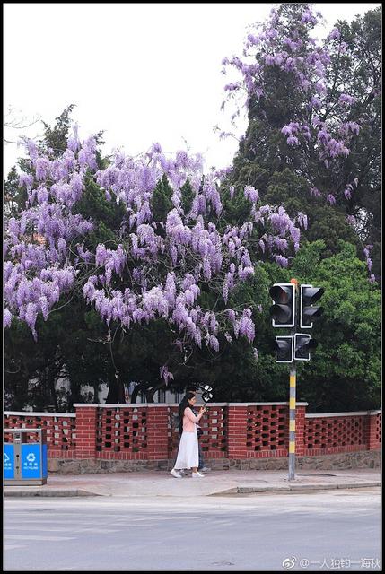 五月赏花去哪儿？青岛这片紫藤萝瀑布美得不可方物