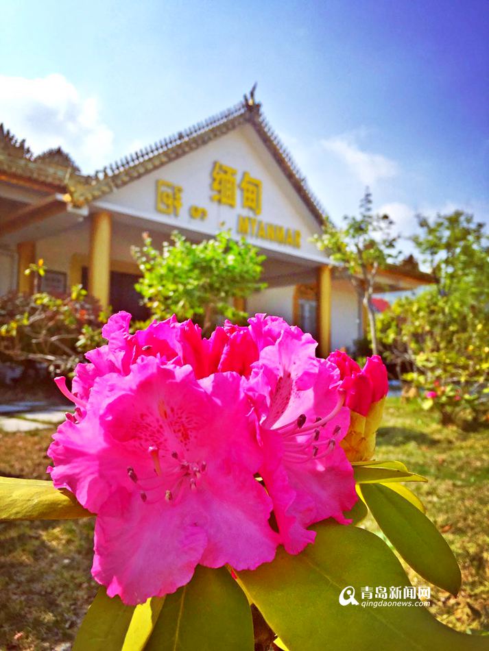 世博园被鲜花占领 万株百合齐放香满园