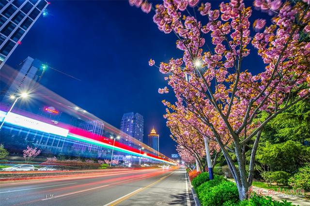 实拍深圳路夜樱魅影 流光溢彩摄人心魄