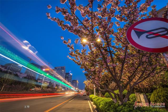 实拍深圳路夜樱魅影 流光溢彩摄人心魄