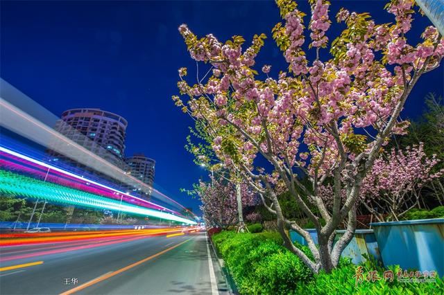 实拍深圳路夜樱魅影 流光溢彩摄人心魄