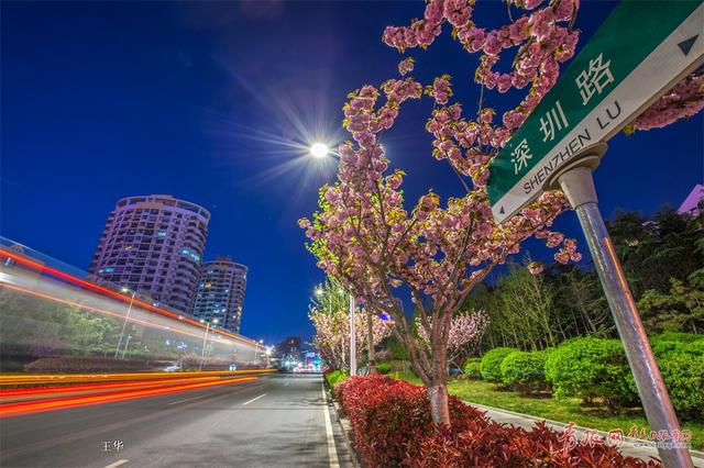 实拍深圳路夜樱魅影 流光溢彩摄人心魄