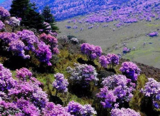 四川最美杜鹃花海遭毒手 有人折花枝点燃烧烤