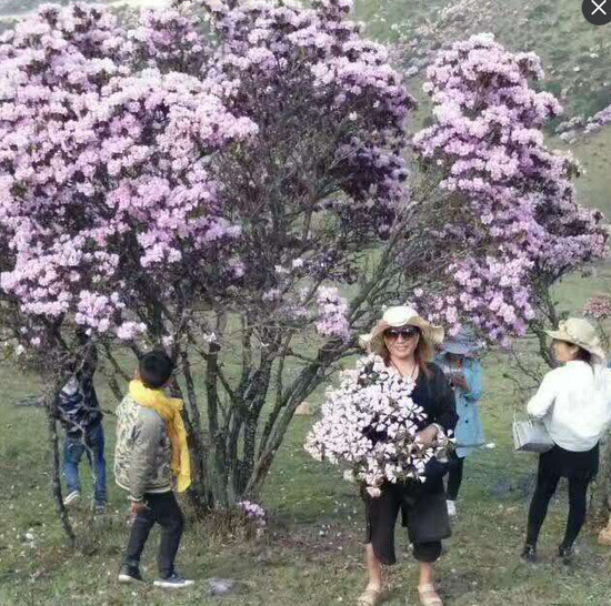 四川最美杜鹃花海遭毒手 有人折花枝点燃烧烤