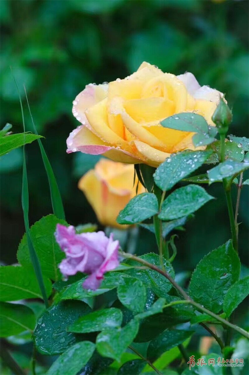 海泊河公园月季盛开 雨中赏花沐浴芬芳