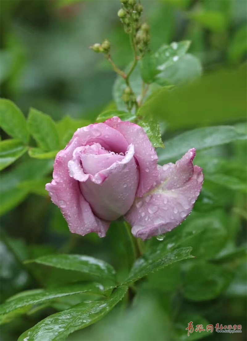 海泊河公园月季盛开 雨中赏花沐浴芬芳