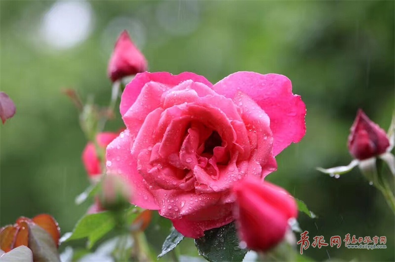 海泊河公园月季盛开 雨中赏花沐浴芬芳