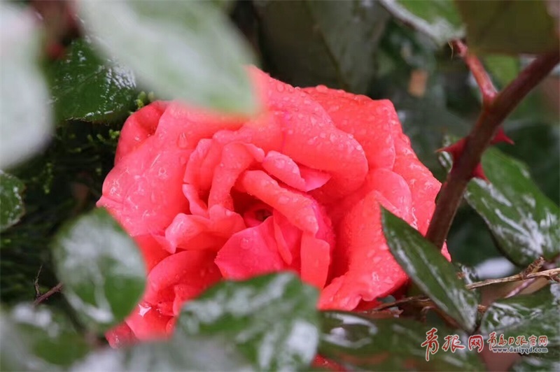 海泊河公园月季盛开 雨中赏花沐浴芬芳