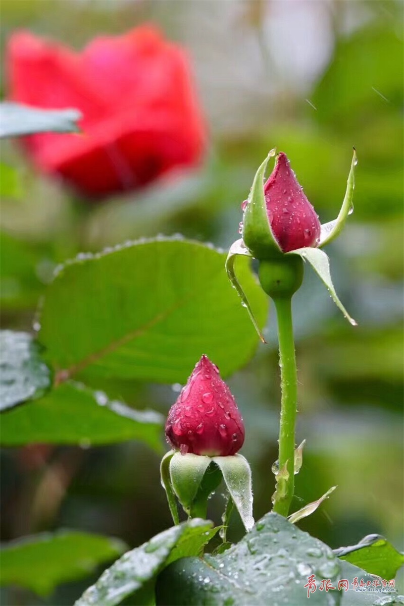 海泊河公园月季盛开 雨中赏花沐浴芬芳