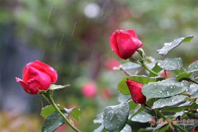 海泊河公园月季盛开 雨中赏花沐浴芬芳