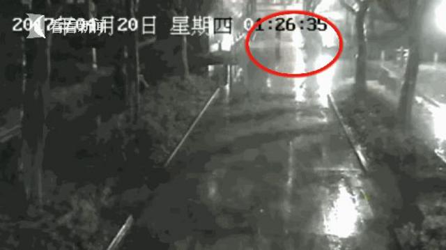 上海徐家汇公园黑天鹅被人偷回家炖萝卜吃(图)