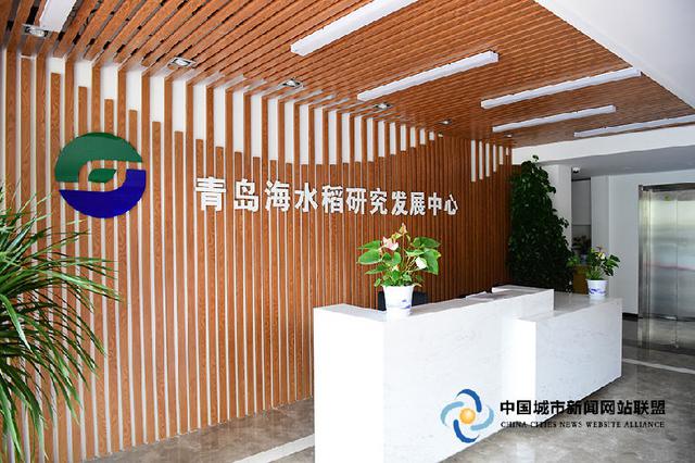 揭秘海水稻研发中心 第一代海水稻今年将收割