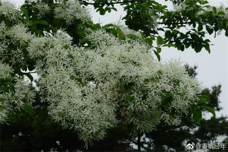 青岛流苏花迎盛花期 如云似雪花香四溢