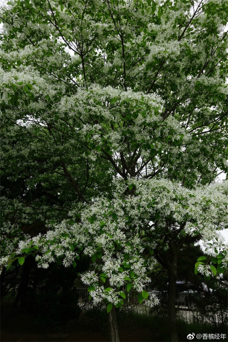 青岛流苏花迎盛花期 如云似雪花香四溢