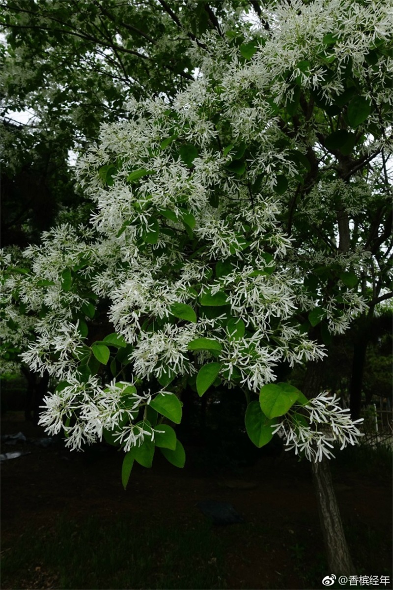 青岛流苏花迎盛花期 如云似雪花香四溢