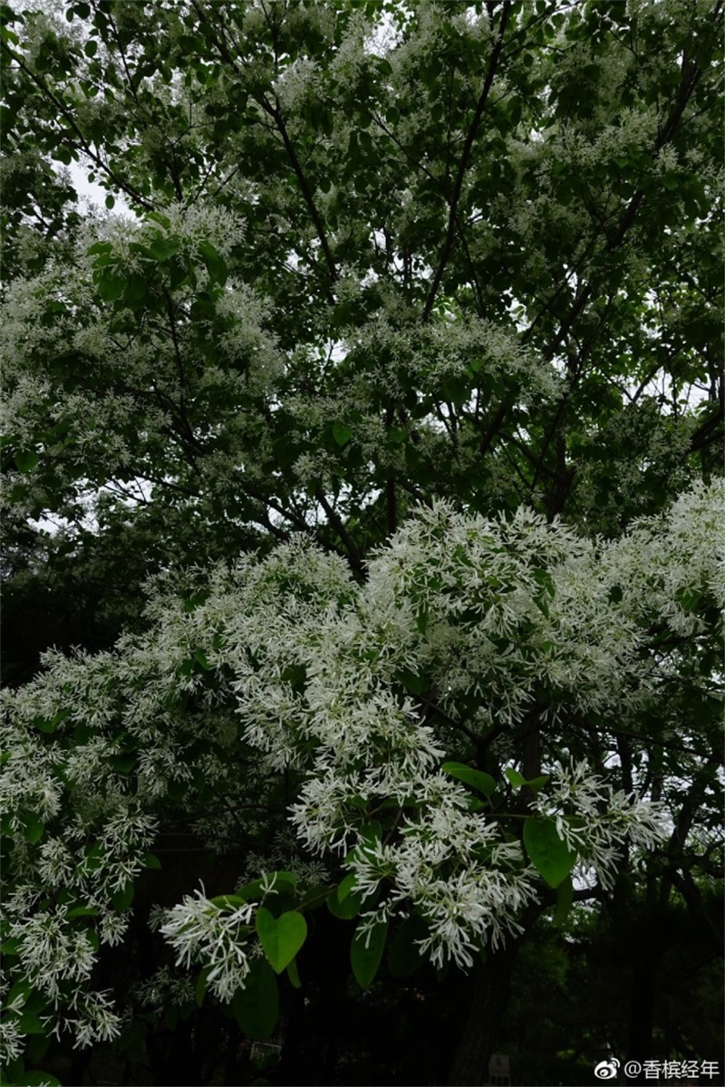 青岛流苏花迎盛花期 如云似雪花香四溢