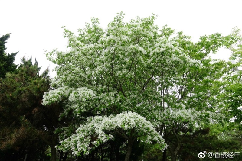 青岛流苏花迎盛花期 如云似雪花香四溢