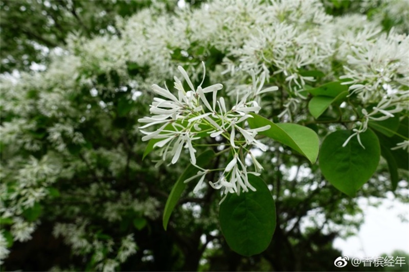 青岛流苏花迎盛花期 如云似雪花香四溢