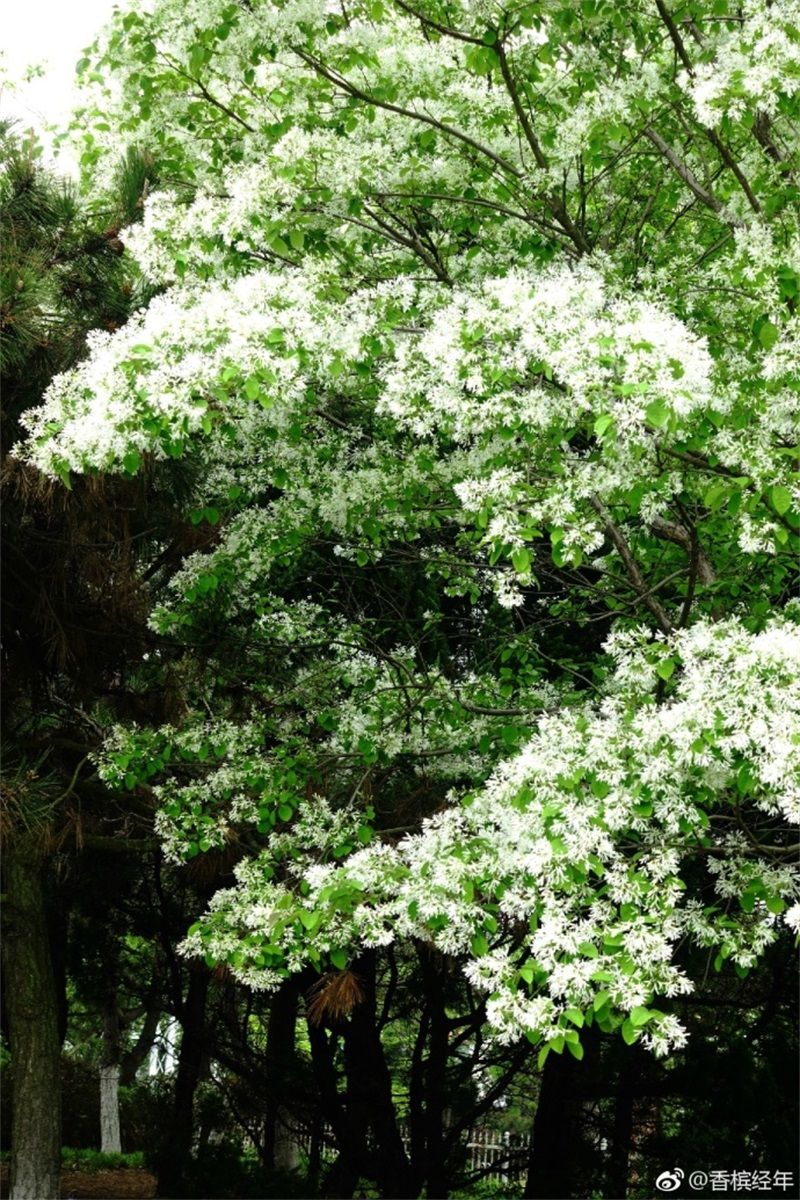 青岛流苏花迎盛花期 如云似雪花香四溢