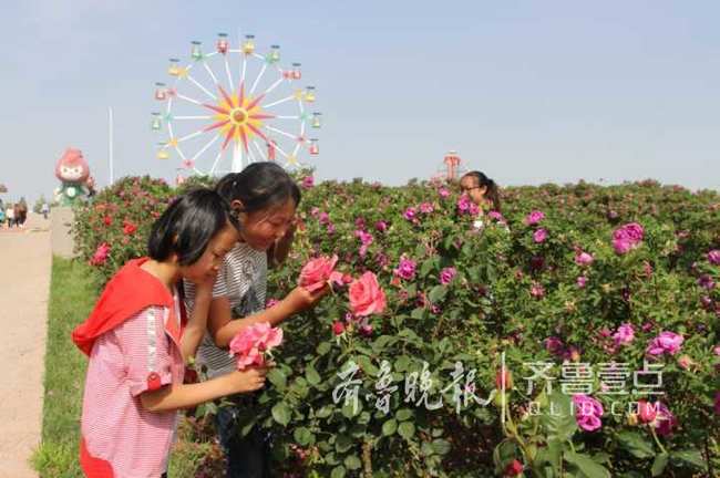 万人畅游玫瑰花海 即墨玫瑰节开幕 打造特色玫瑰小镇