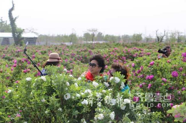 万人畅游玫瑰花海 即墨玫瑰节开幕 打造特色玫瑰小镇