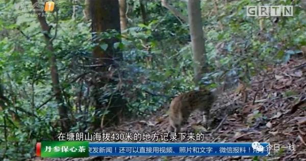 全国罕见！深圳闹市区出现多只野生豹猫(图)