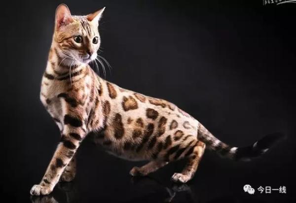 全国罕见！深圳闹市区出现多只野生豹猫(图)
