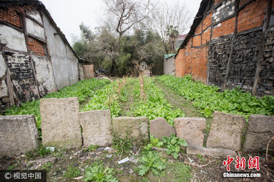 浙江清代墓碑变身菜地围栏 村民称用处多