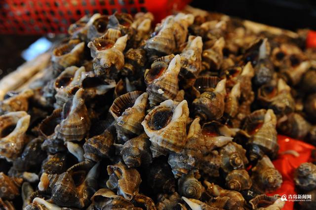 高清：初夏青岛贝类应有尽有 哪种下酒你最爱