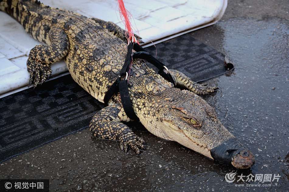 摊主街头霸气遛鳄鱼 现场制作鳄鱼肉引围观