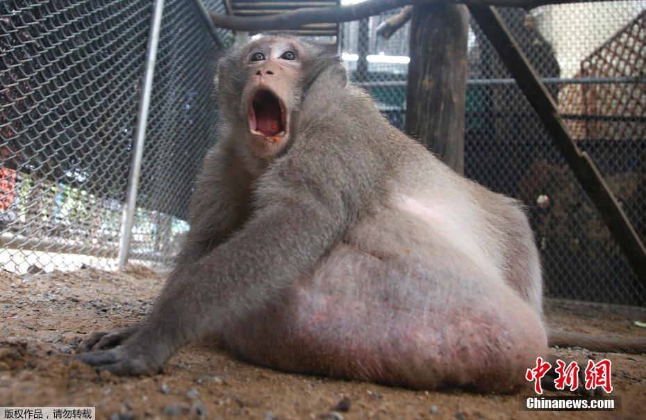 泰国一野生猴过重 被抓起来强制减肥