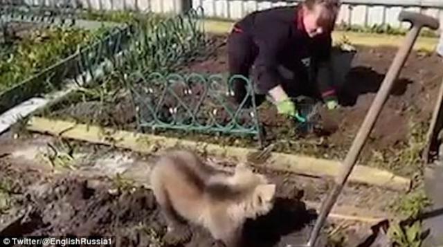 俄罗斯人的日常 小熊“帮助”园丁翻土种土豆