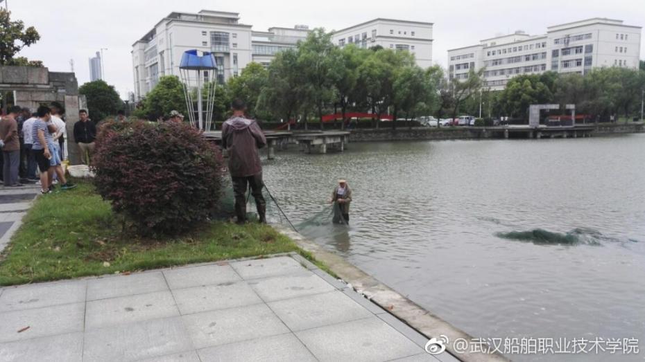 湖里鱼儿繁殖迅猛 武汉一高校请师生免费吃