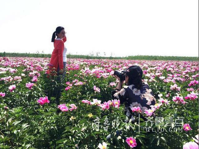 即墨300亩芍药花开 村民卖芍药根每亩收入3万