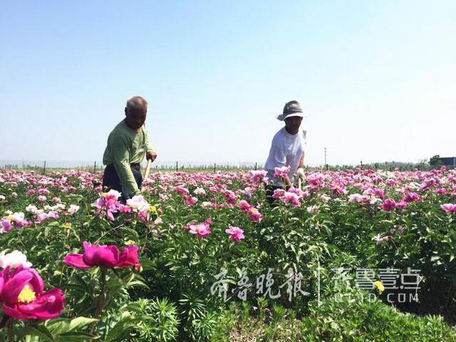 即墨300亩芍药花开 村民卖芍药根每亩收入3万