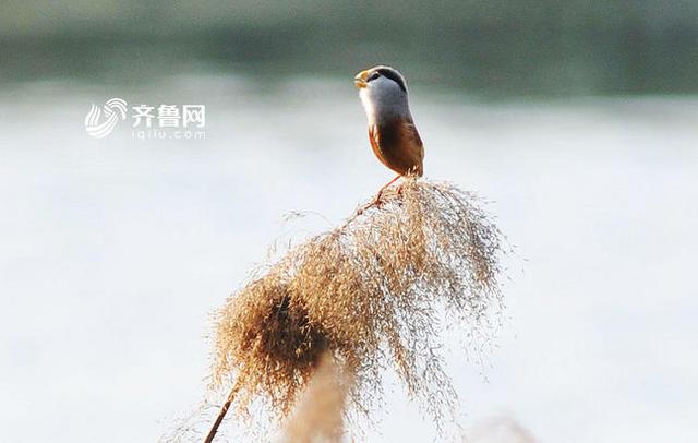 “鸟中熊猫”震旦鸦雀现身青岛入海口(组图)