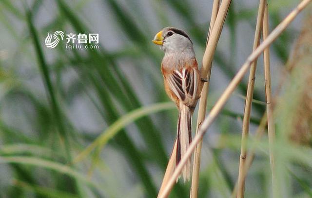 “鸟中熊猫”震旦鸦雀现身青岛入海口(组图)