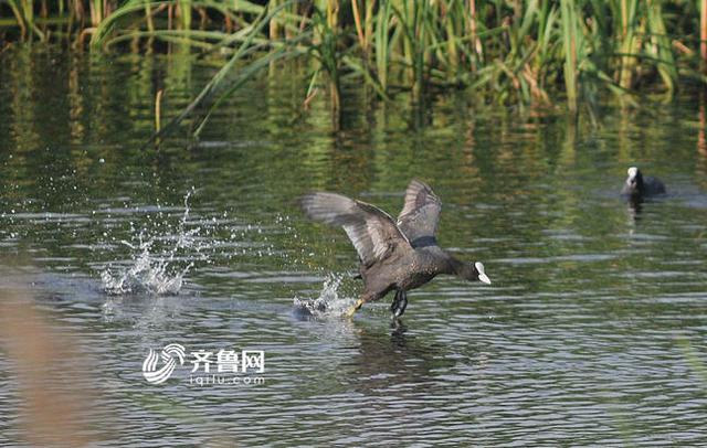 “鸟中熊猫”震旦鸦雀现身青岛入海口(组图)