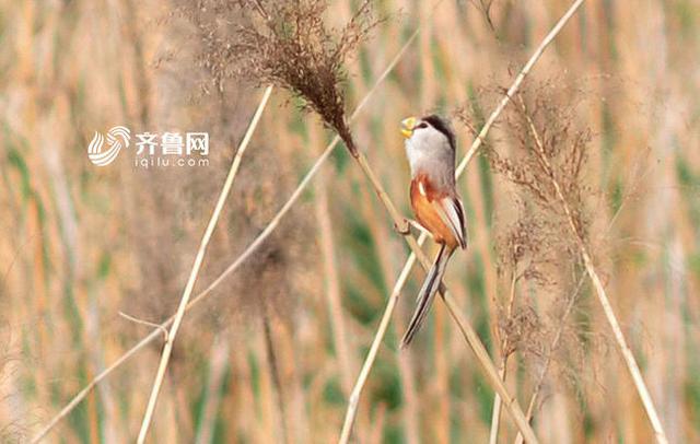 “鸟中熊猫”震旦鸦雀现身青岛入海口(组图)