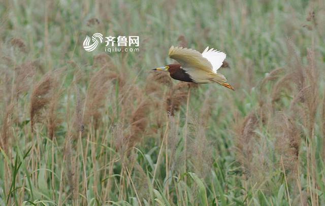 “鸟中熊猫”震旦鸦雀现身青岛入海口(组图)