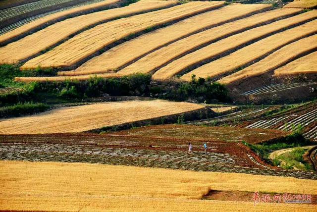 组图：风吹麦浪唱丰收 俯拍平度麦收场景