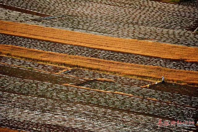 组图：风吹麦浪唱丰收 俯拍平度麦收场景