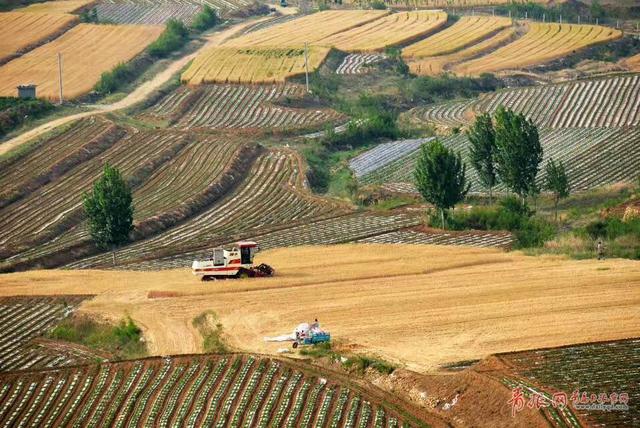 组图：风吹麦浪唱丰收 俯拍平度麦收场景