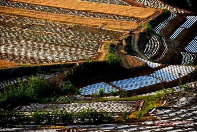 组图：风吹麦浪唱丰收 俯拍平度麦收场景