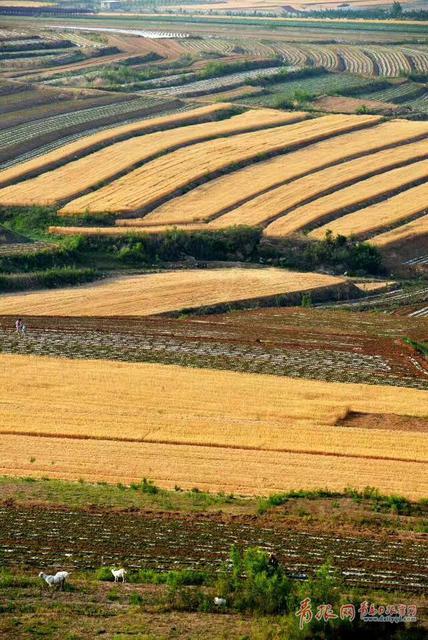 组图：风吹麦浪唱丰收 俯拍平度麦收场景